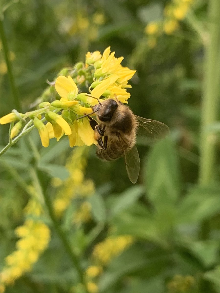 Toch deze wilde bloemen maar even  niet maaien 🐝. Heel veel bijen.