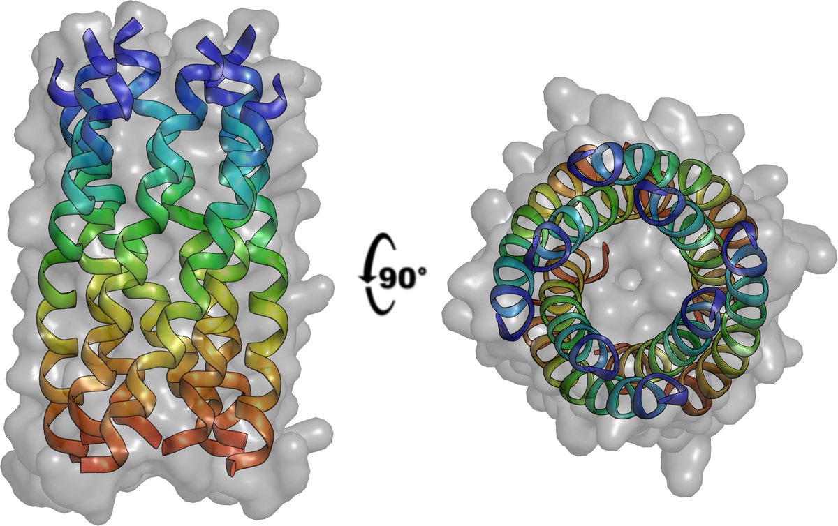 WoolfsonLab (@woolfsonlab) on Twitter photo Super excited that our work on the rational design of 310-helical bundles is now out in <a href="/Nature/">nature</a>! Congrats Prasun <a href="/dgr8ashoka/">Prasun Kumar</a> for this impressive piece you have led in collaboration with <a href="/ClaydenGroup/">Clayden Group</a> and <a href="/DiamondLightSou/">Diamond Light Source</a>!
You can read it here: nature.com/articles/s4158… Super excited that our work on the rational design of 310-helical bundles is now out in <a href="/Nature/">nature</a>! Congrats Prasun <a href="/dgr8ashoka/">Prasun Kumar</a> for this impressive piece you have led in collaboration with <a href="/ClaydenGroup/">Clayden Group</a> and <a href="/DiamondLightSou/">Diamond Light Source</a>!
You can read it here: nature.com/articles/s4158…