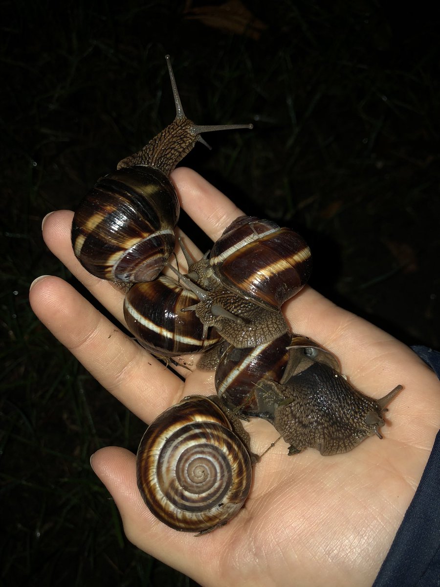 SzpalekArtur's tweet photo. #helix #lucorum #molusca #snail #gardensnail https://t.co/UEkdtUkozq