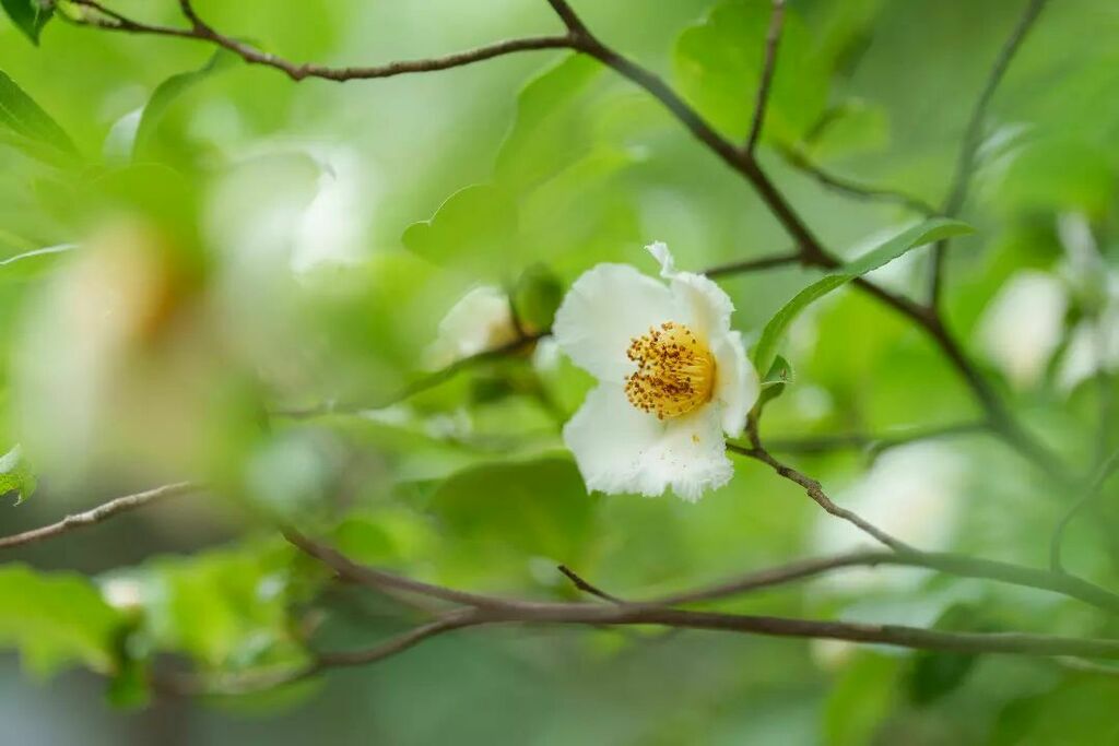 george1344's tweet photo. ナツツバキ #ナツツバキ #stewartia #花 #flower #ザ花部 #はなまっぷ #花フレンド #flowerstagram #fleur_noblesse #妙楽寺 https://t.co/tgHaVXl0pw https://t.co/lk73FVeJET