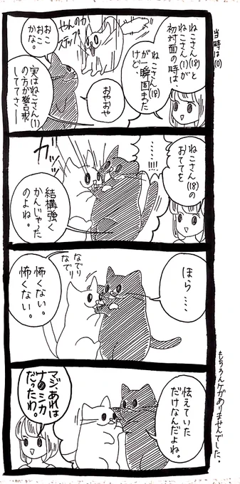 【ねこさんたち】金ローで何度も一緒に見たもんね 