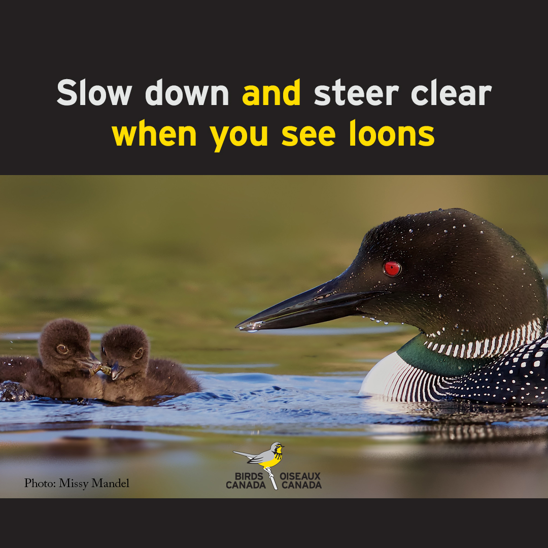 Volunteer4Birds's tweet photo. Other families with young children are also using our lakes right now.
Be #WakeAware! Steer clear and slow down near water #birds and near shorelines. #safeandfun #mindyourwake #cottage
@BirdsCanada_Atl @SafeQuietLakes https://t.co/hXrxq6ATj1
