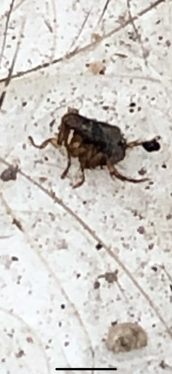 wildwallaby's tweet photo. Back at fieldwork after #asmtucson and rewarded with a noninvasive collection of a rock squirrel #flea on a hair snag glue strip! https://t.co/6dwgLj8UqW