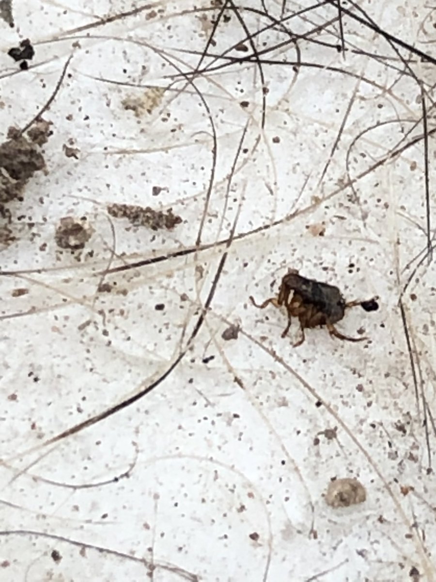 wildwallaby's tweet photo. Back at fieldwork after #asmtucson and rewarded with a noninvasive collection of a rock squirrel #flea on a hair snag glue strip! https://t.co/6dwgLj8UqW
