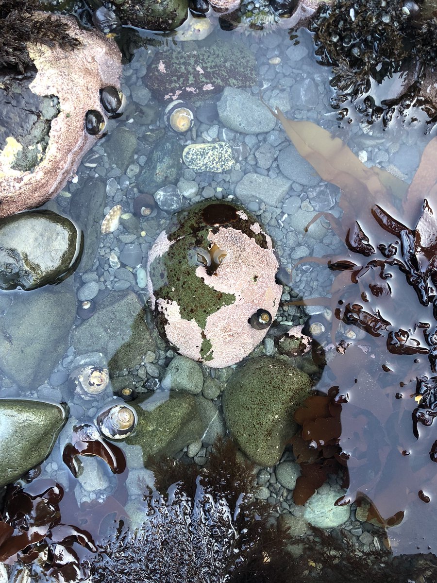 @donftall low tide beach day