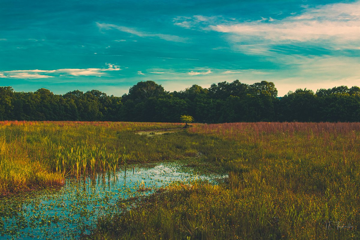 @DudeFr0mDaHills Trees are pretty fricken cool.