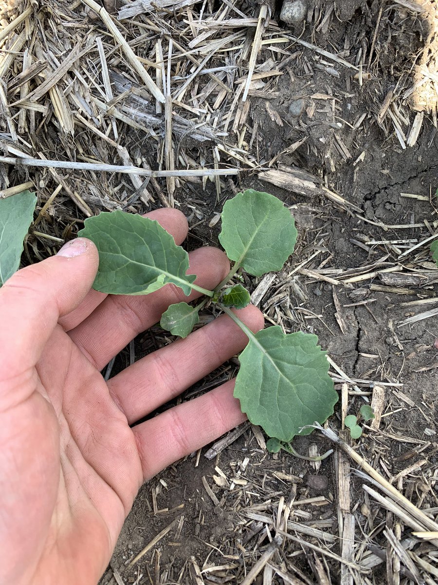 Pea leaves are bigger than some of the canola leaves …..

Wait what ?