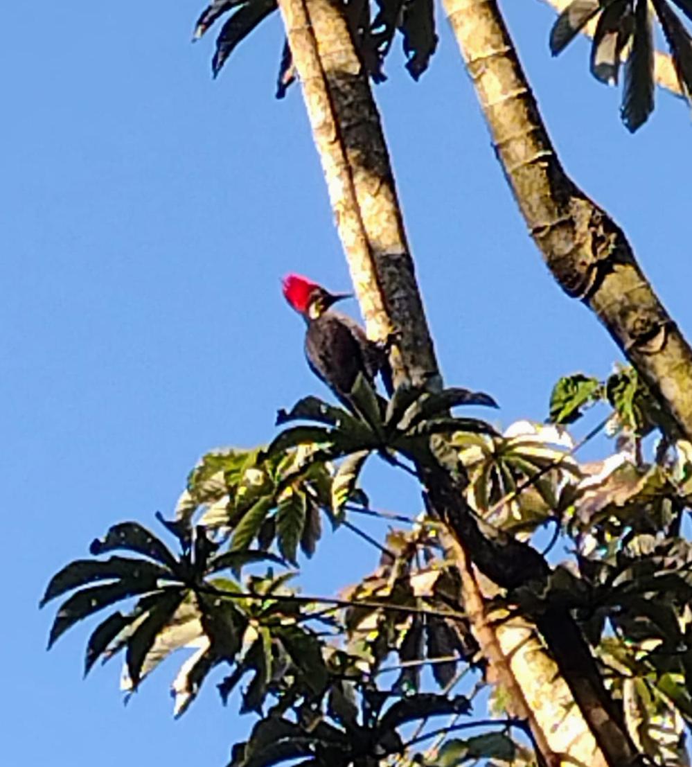 SilviaChaves5's tweet photo. Pájaro carpintero en casa del abuelo  #Misiones. Gracias @wsilvina https://t.co/gtl5qosXml