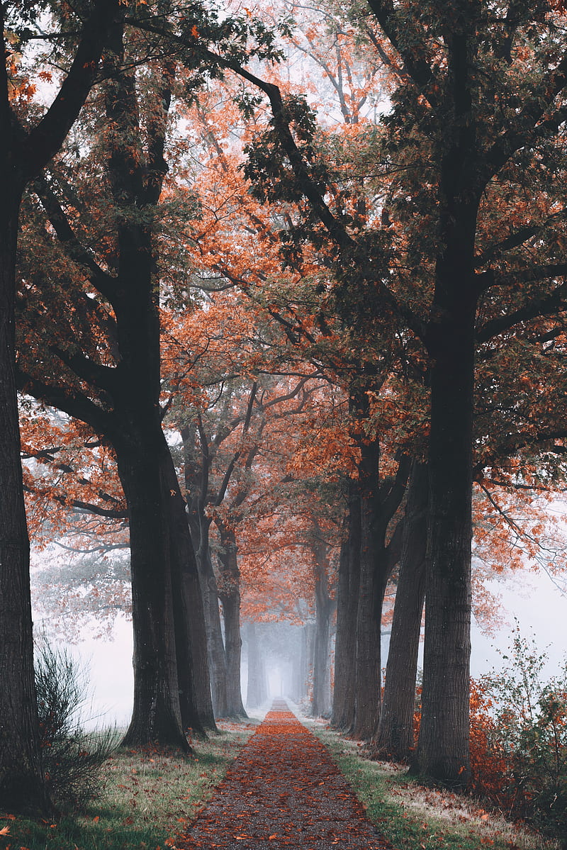 "A natureza é a mais linda das feras..."

#art #beautiful #nature #landscape  #paisagem