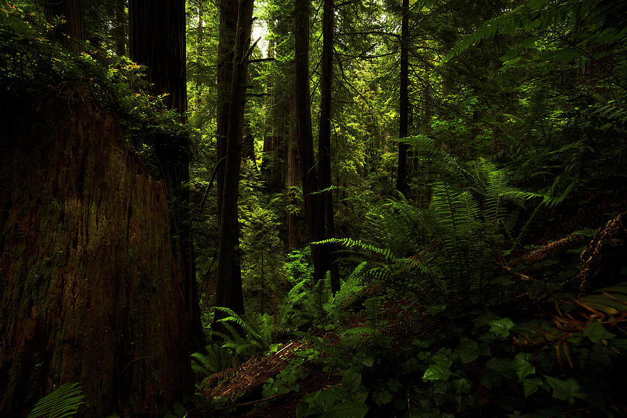 Ferns Among the Redwoods #RedwoodNationalPark #BuyIntoArt #nationalforest #forest #nationalparks 
terry-mair.pixels.com/featured/ferns…