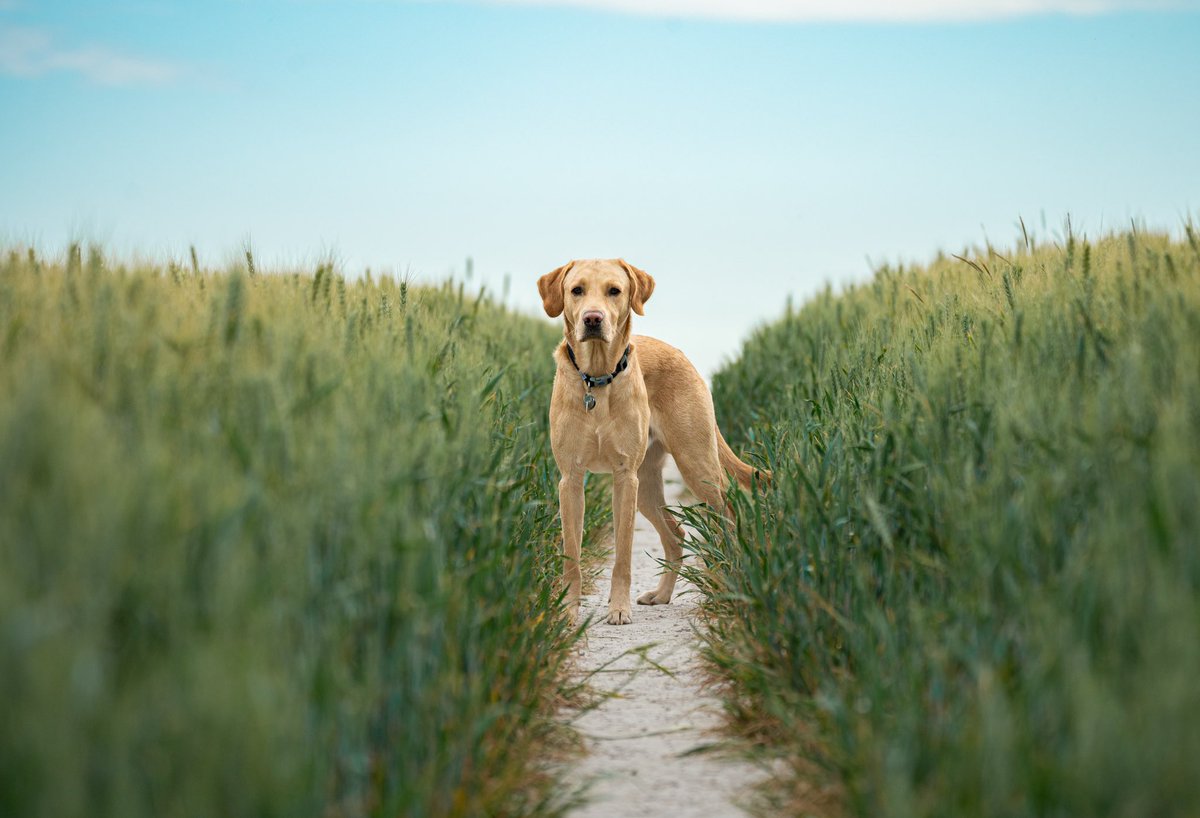 hearingdoghotel's tweet photo. How handsome is this boy! 🥰

Any opportunity for @thomasclark87 to use his new camera! And what a gorgeous subject Hugo is 😍 https://t.co/CtAMTTFHJh