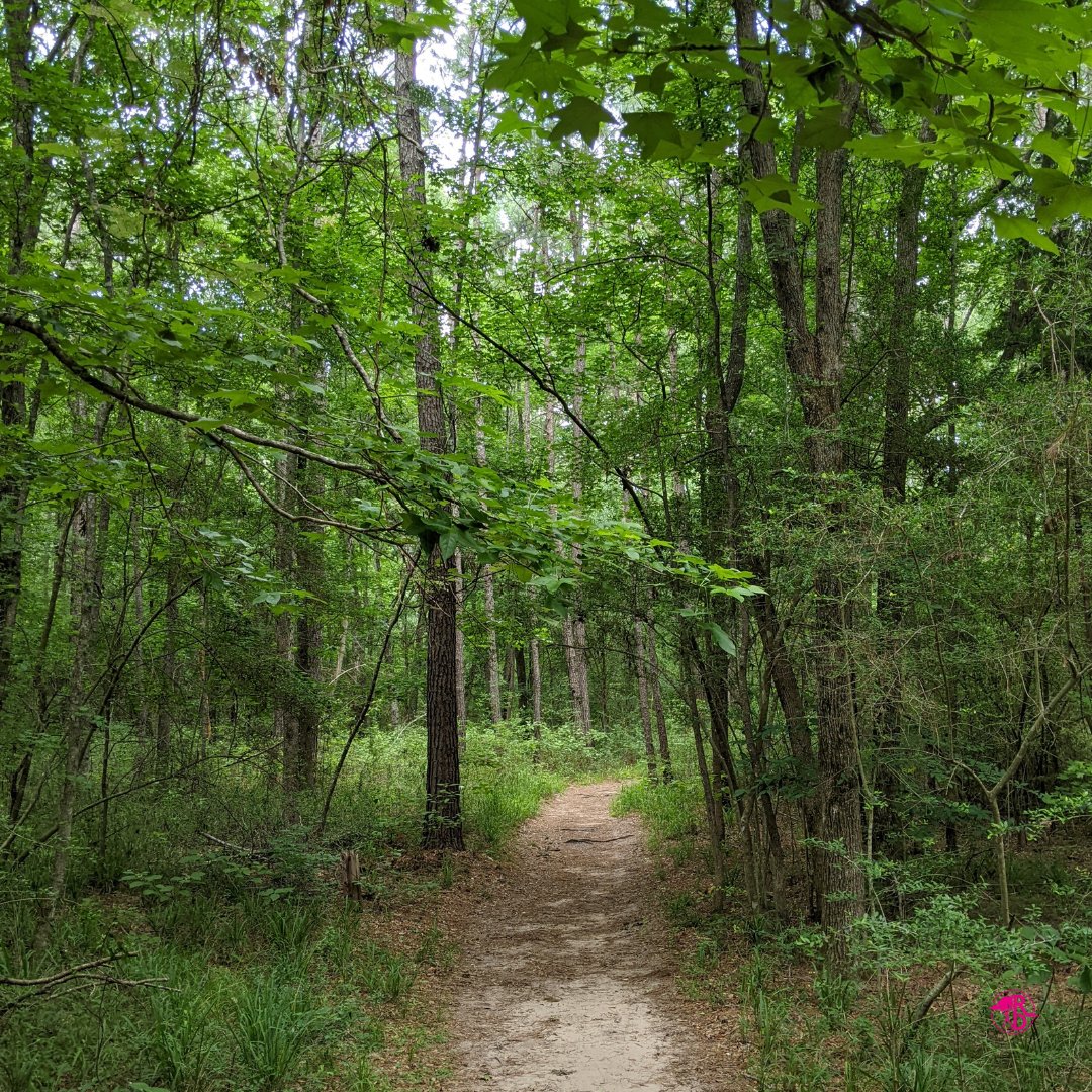RootlessDestin1's tweet photo. Walking through Huntsville State Park. Getting in touch with nature and grounding ourselves.
#huntsville #huntsvillestatepark #nature #naturerules #naturelovers #ilovetexas #texasbaby #subscribeonyoutube #rootlessdestinations https://t.co/XAokPCZGJg