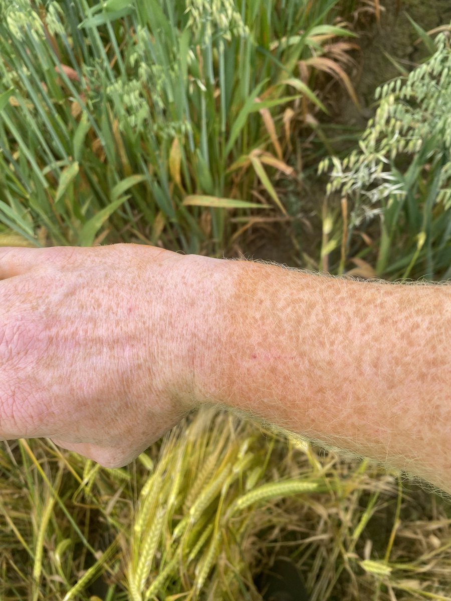 Farmers tan… reimagined #crownrust
