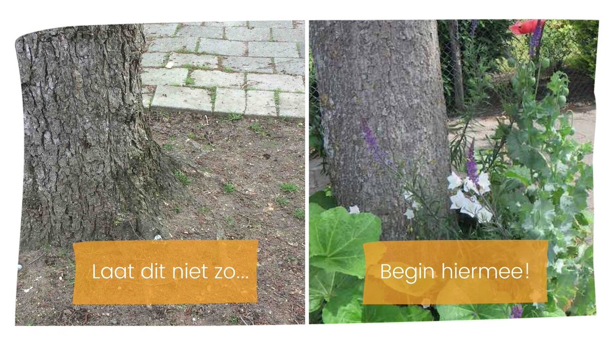 Maak kans op #gratis planten voor jouw straat!

Vol trots kunnen we je dit gave aanbod doen...

Als je tijdens het Nationale #Boomspiegelfeest vijf #boomspiegels of meer gaat vergroenen met je buren, kom je aanmerking voor een gratis plantenpakket. 🌸👍

guerrillagardeners.nl/boomspiegel-pl…