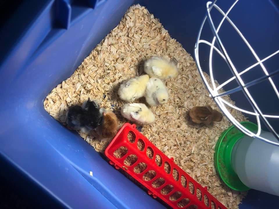 Two years ago we got her first baby chickens.