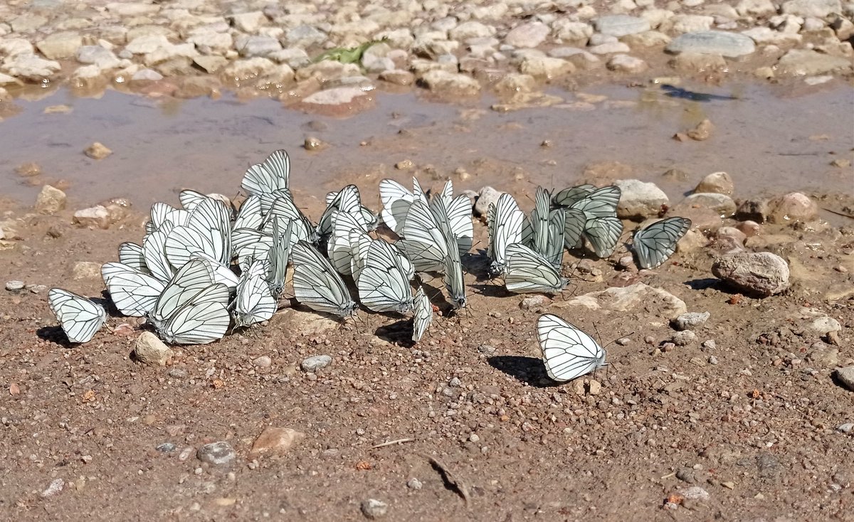 ilmee's tweet photo. Põualiblikad lombi ääres, tulemas on kuumalaine
21.06.2022, Tapa-Loobu tee ääres
Foto: Merike Valdlo
Ilmateenistuse prognoos: https://t.co/5X0BRpCD7H https://t.co/3aHHAF34Ix