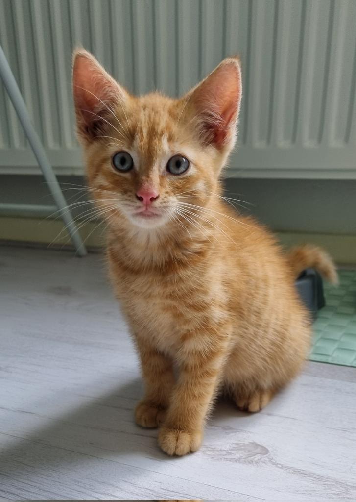 Poppetje0906's tweet photo. Meet Jimmy 🥰 #CatsOfTwitter #jimmy #kat #nummer4 https://t.co/PZZ9Er43fc