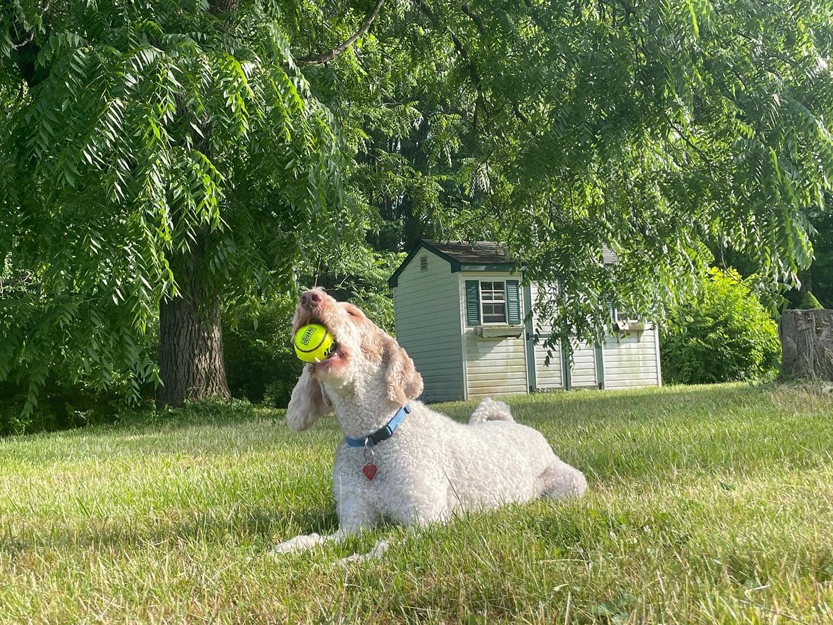 RoenickDoodle's tweet photo. I ❤️ my hurling ball https://t.co/EE69fwCXIm