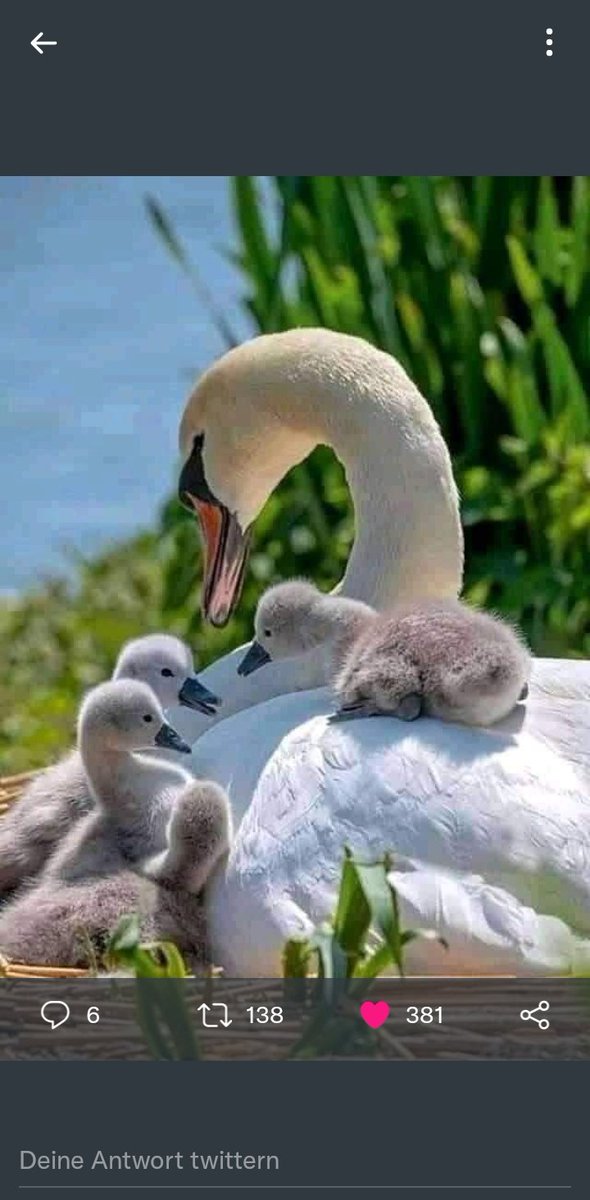 Gunda❤ 🇩🇪 tweet media
