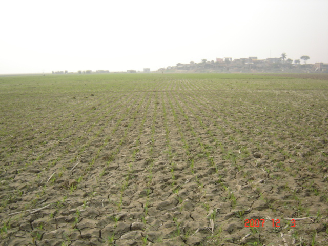 Principles of conservation agriculture can be used in challenging ecologies, an example from Kosi riverbed.