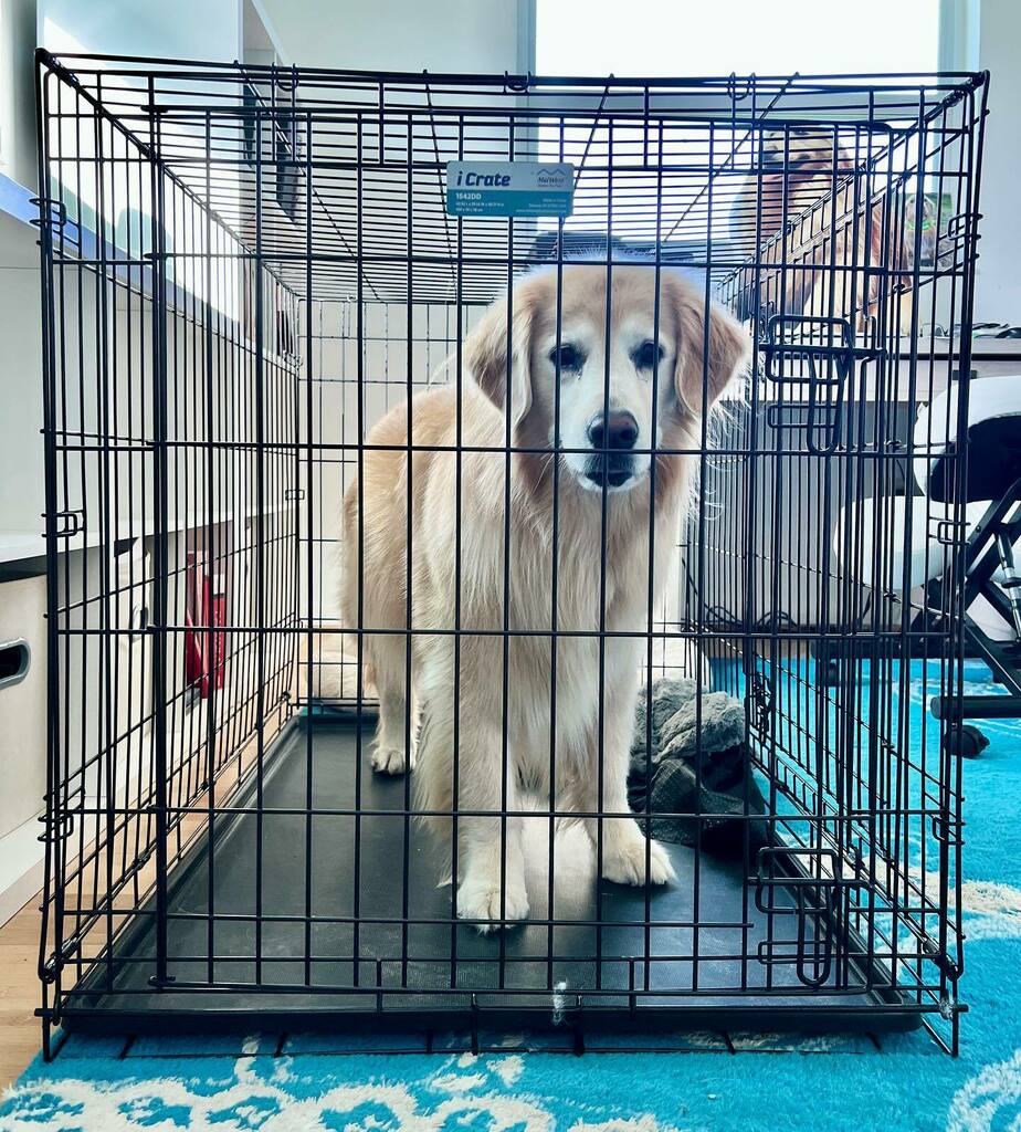 TheGoldenRatio4's tweet photo. This morning, Venk swooped in before Hops was done with breakfast and ate half her food and medicine before she could be stopped. She was confronted by deputies (GR mom) and was TAKEN TO JAIL!
I’m not mad, Venk, I’m just disappointed. https://t.co/gx3vyBnaSI