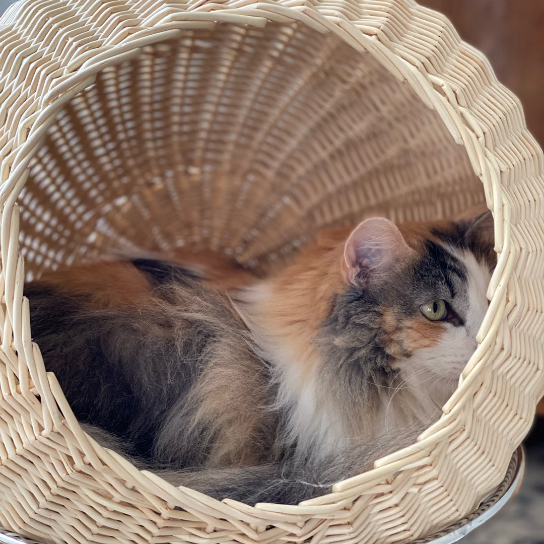 Stellar is a cat tree with a white wicker sphere. Thanks to the slim steel structure, it seems to float in the interior. This brings a form of enchantment to the space.

Design by <a href="/sachalakic/">Sacha Lakic Design</a>
Cats from @british_closdeugenie

#interiordesign #innovativedesign #catfurniture