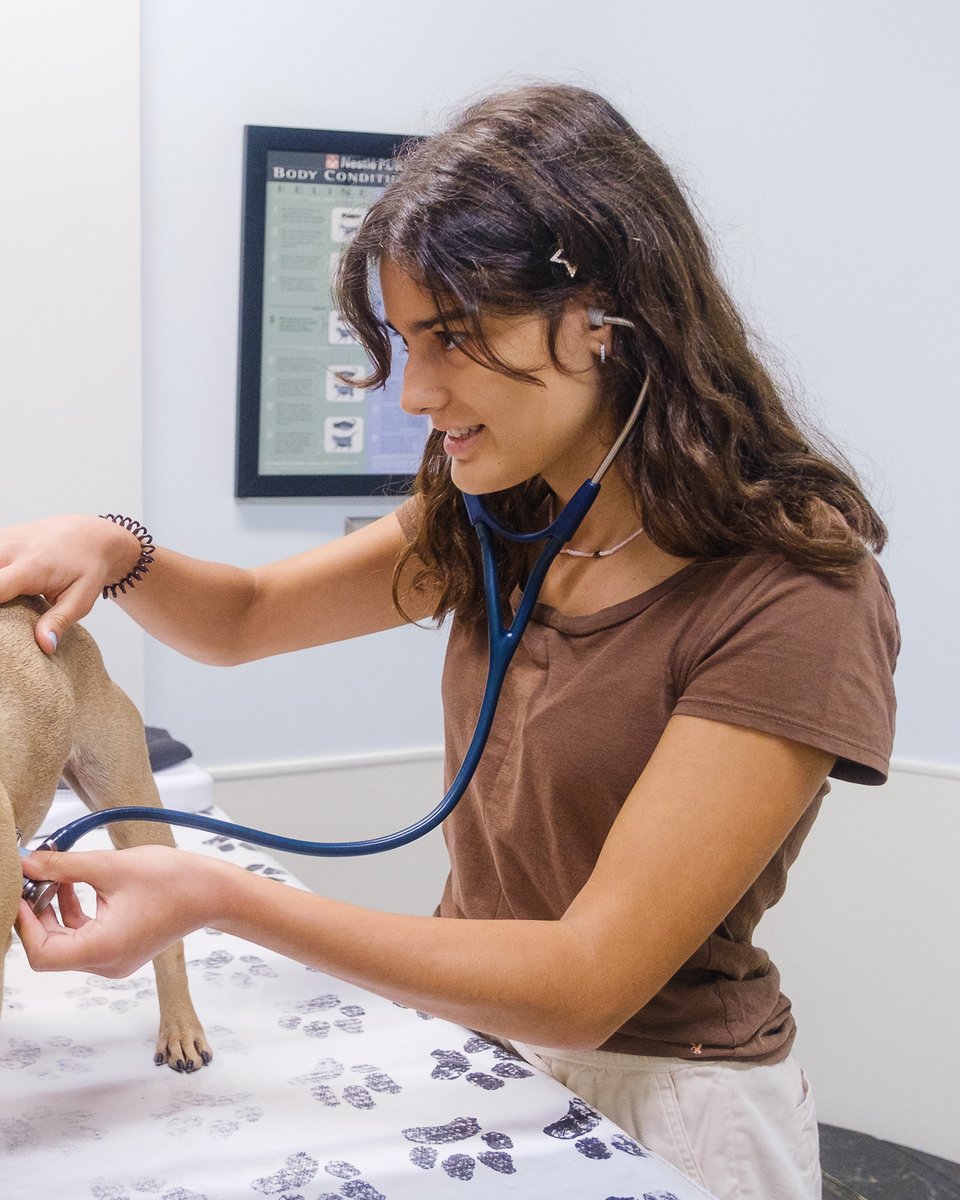 AIS_Eagles's tweet photo. It's not the dog days of summer yet, but it may be for this one Eagle!

Today, we are featuring Claudia from our AIS STEAM Internship Program! Claudia has been examining animal cells and learning about conducting physicals at the Peachtree Hills Animal Hospital 🐕 #AISLife https://t.co/VL3jS4KNGd