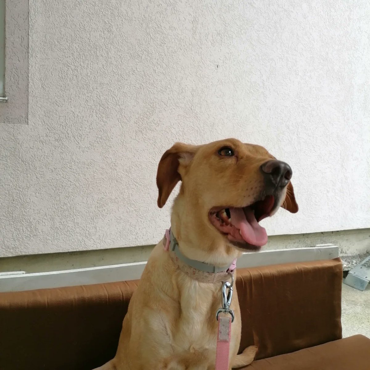 ⁉️RT 🙏⁉️Ona je Anie😊Predivan karakter, umiljata, zbog povrede sape i operacije naviknuta na zivot u stanu🐶Mesanka je vizle i labradora stara je 1 god 🐕Trazi se dom, porodica koja ce joj pruziti ljubav i paznju ✔️Anie se nalazi u Beogradu, kont tel 0654185868 🐾✔️