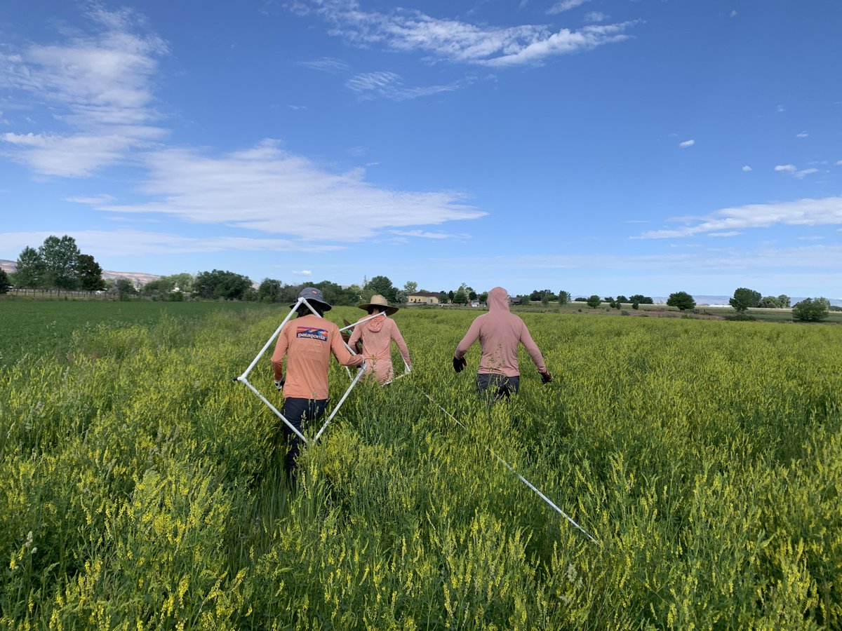 Another great team member-Retta Bruegger, Regional Extension Specialist in the Western Region for Range Management, working in the fields on a project designed to assess the efficacy of compost as alternative to synthetic fertilizer. #compost #agricultureresearch