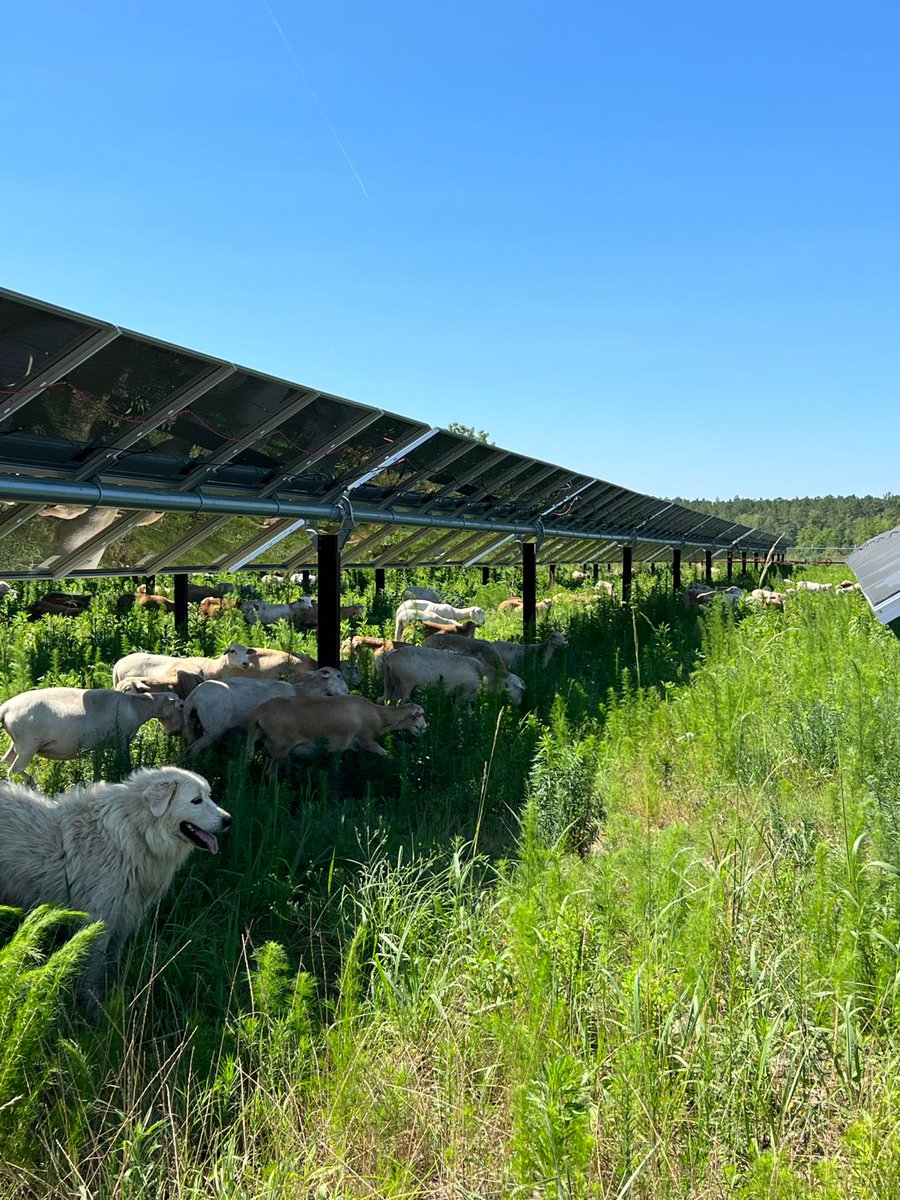 Elie_Villeda's tweet photo. Lo bonito de la energía solar, mantenimiento gratis.
Feliz Jueves.
#SolarResponsable https://t.co/EfzhWO0fSV