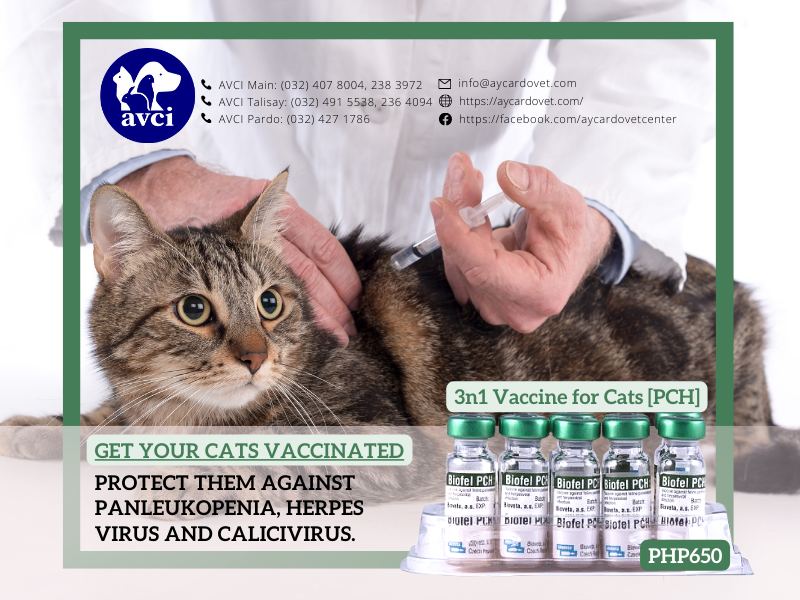 avcivet's tweet photo. Biofel PCH is now available at P650/shot. https://t.co/lLZLTBoF6R