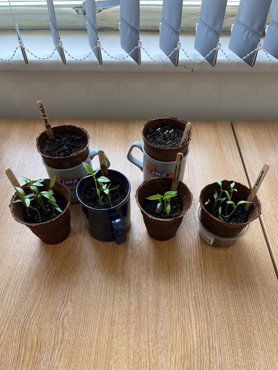 We started growing these for our local @trustlinkscharity  here at Shoeburyness and will be donating them at the end of this month so they can plant them or sell them to raise money for their fantastic charity.🌱

trustlinks.org/growing-togeth…

#trustlinkscharity