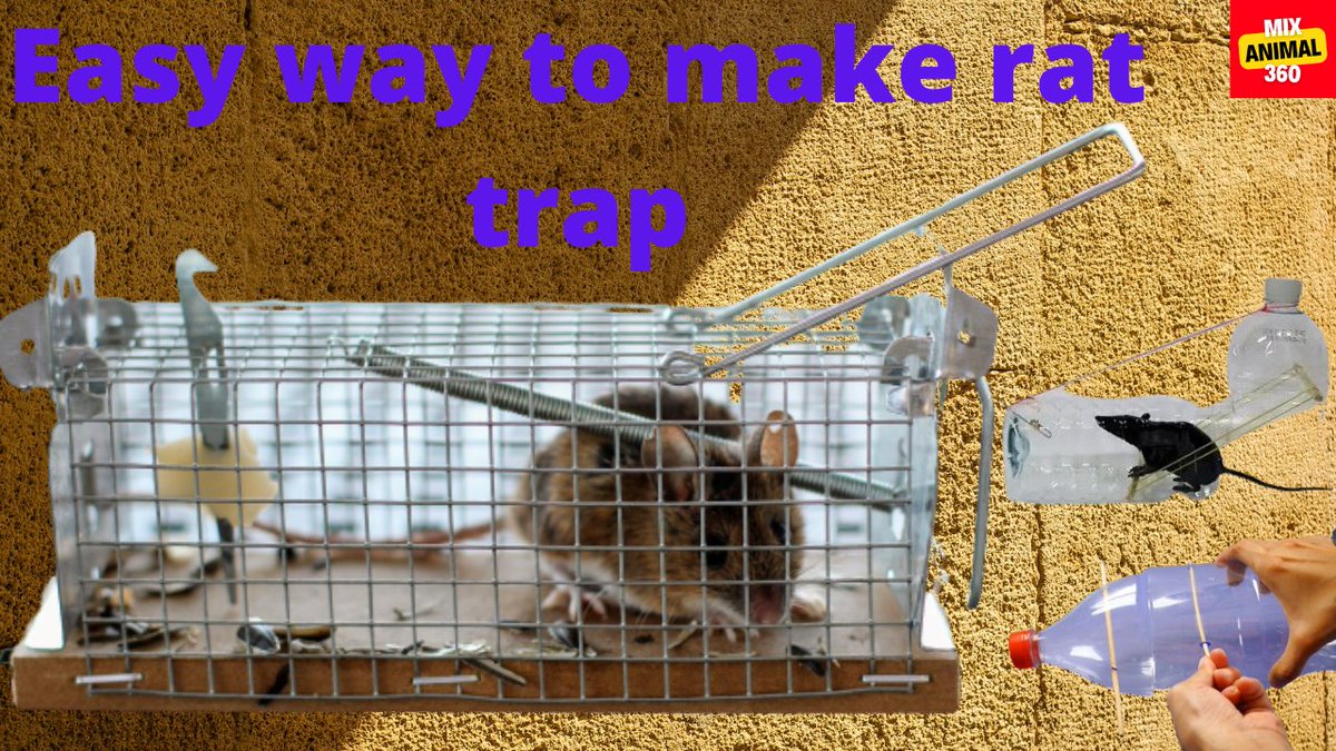 JackBar39157516's tweet photo. Easy way to make rat trap

Full video link: https://t.co/ynzduMYGNG

#easywaytomakerattrap #easywaytomakemousetrap #howtomaketherattrap #howtomakeasimplerattrap #howtomakeaneasyrattrap
#howtomakeadiyrattrap #easytomakerattrap #easywaytotraprats #howdoyoumakearattrap #MixAnimal360 https://t.co/EbT15CROxk