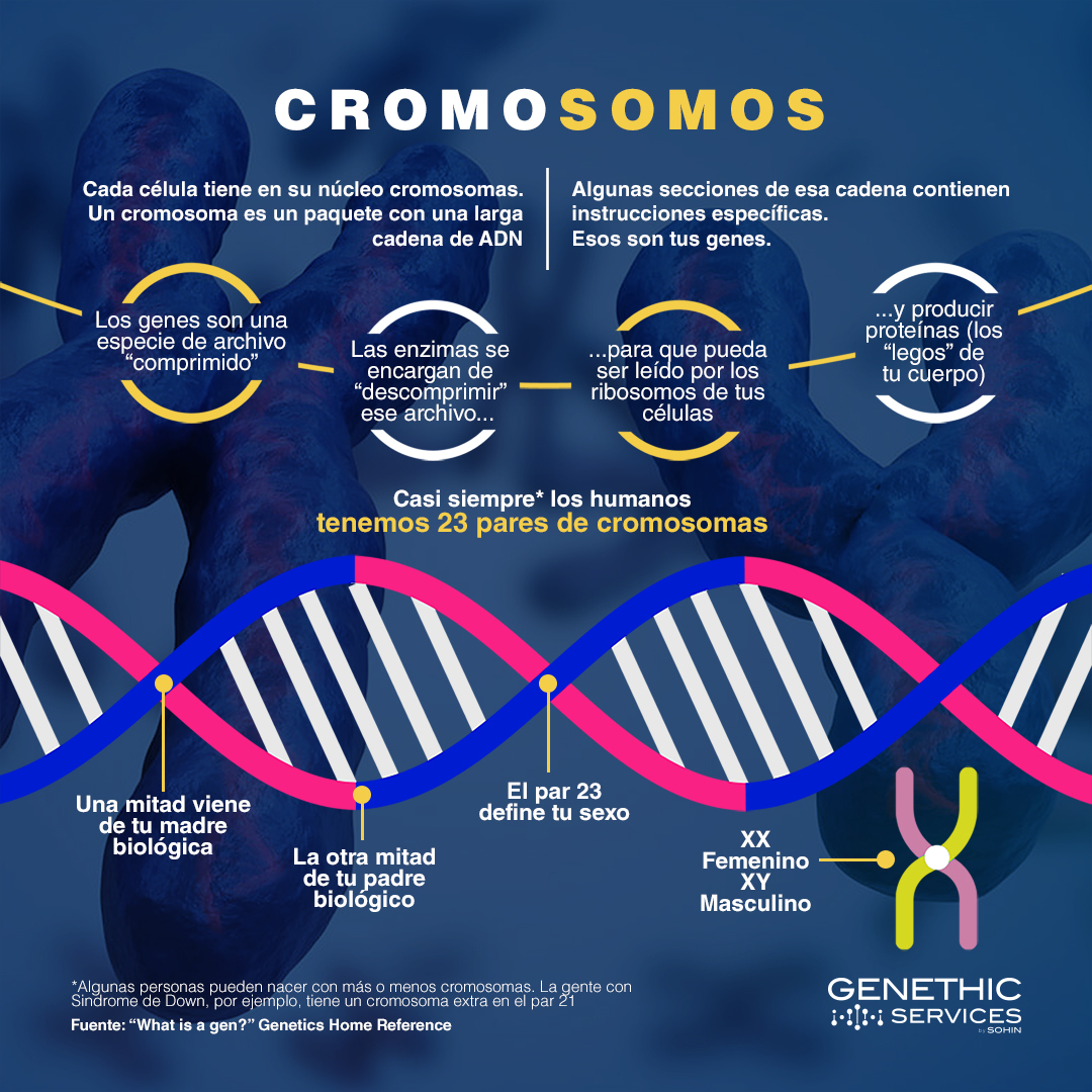 GenethicMx's tweet photo. 🧬¡Hoy te compartimos información sobre los #cromosomas!  ¿Qué son? ¿De qué se componen? 

👉 En Genethic Services somos pioneros en facilitar el diagnóstico genético en México. ¡Visítanos! https://t.co/Z3aVceJivK

#LaRespuestaEstáEnLosGenes https://t.co/vrTctWy72f