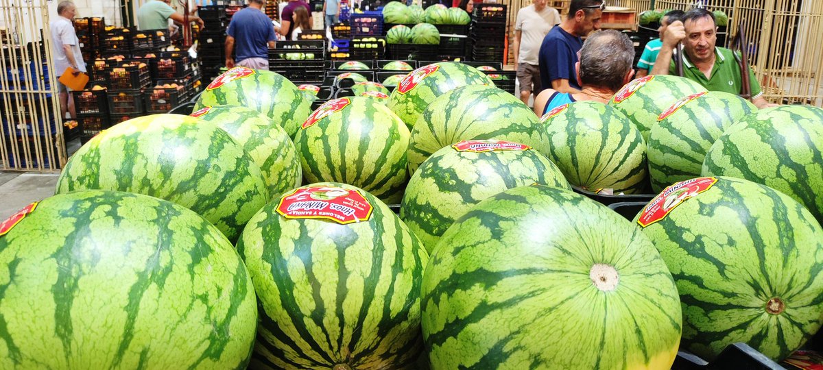 desficacis's tweet photo. Meló de primera del mercat cap a la Botigueta de Murla @la_murla a 1.2€ el kg.
Feu el favor de comprar a les botigues de poble i dels vostres barris, no doneu diners a guanyar a qui es burla de llauradors i consumidors.
#NiUnDuroAlsSupermercats https://t.co/er0OnbLt7g