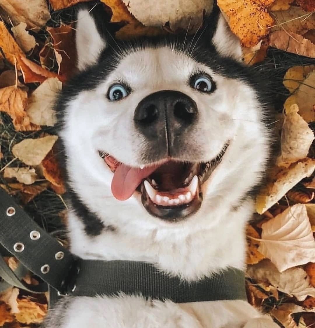 HUSKYLOVERCOMM1's tweet photo. husky_dog_ins Happiest husky ever?🐺❤️⠀⠀ Follow 👉 @HUSKYLOVERCOMM1 🐺🤍🖤⠀⠀ Follow 👉 @HUSKYLOVERCOMM1 🐺🤍🖤⠀⠀ 🐺⠀⠀ by @_cutepetslife_ ⠀ 🐺⠀⠀ 🐺⠀⠀ 🐺⠀⠀ 🐺⠀⠀ 🐺⠀⠀ ❤️ 🐶 #huskypics #huskyprobs #huskyworldwide #huskymalamute #huskyaddict #huskyworld #huskylovin https://t.co/Hf4NQYQ3Eu
