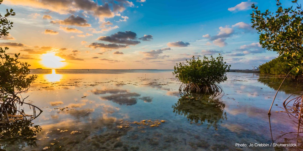 IUCN's tweet photo. Nature-based solutions can help feed us, sustain our livelihoods, provide #energy and safeguard our future.

Discover the benefits of #NaturebasedSolutions https://t.co/TWHcgB8YnZ #ForNature https://t.co/l4LJdpsm0r