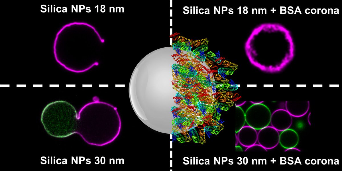 🆕New paper in @softmatter looking at how a protein corona changes the size of silica nanoparticles and their interaction strength with lipid membranes, and therefore the mechanisms of their effect on giant vesicles.🎉

doi.org/10.1039/D2SM00…

#nano #lipidtime #syncell