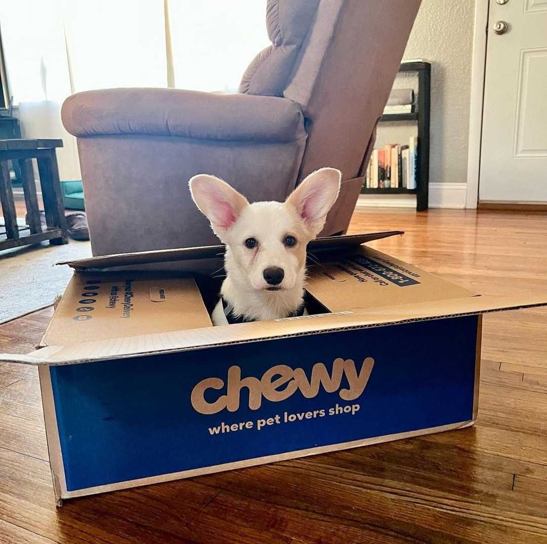 Chewy's tweet photo. Itβs time to say thanks to pets for everything they do... even the things that make us wonder. π€ Get a $30 eGift Card on your first order of select pharmacy purchases of $49+ during our #ChewyBlueBoxEvent. https://t.co/7dxLlrm8xw
π·: duttonthecorgi https://t.co/TnJ6opo1M3