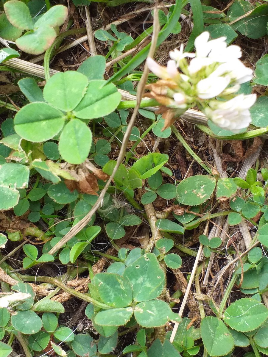 Looked down to see not just 1 but 2 four leaf clovers. They represent #hope, #faith, #love and #luck so sharing it with anyone that needs some today #luckoftheirish 🍀