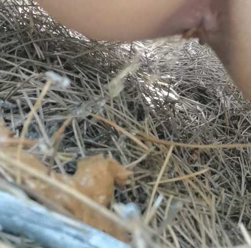 Secretscatqueen's tweet photo. These days where I get outside to make some exercise and can't wait anymore to poop so I have to do it out there on public areas 🙈🙈 
FULL VIDEO: https://t.co/Q14Munvi4m

@SCATBOOKSOCIAL #scat https://t.co/kDBXdFTsjF