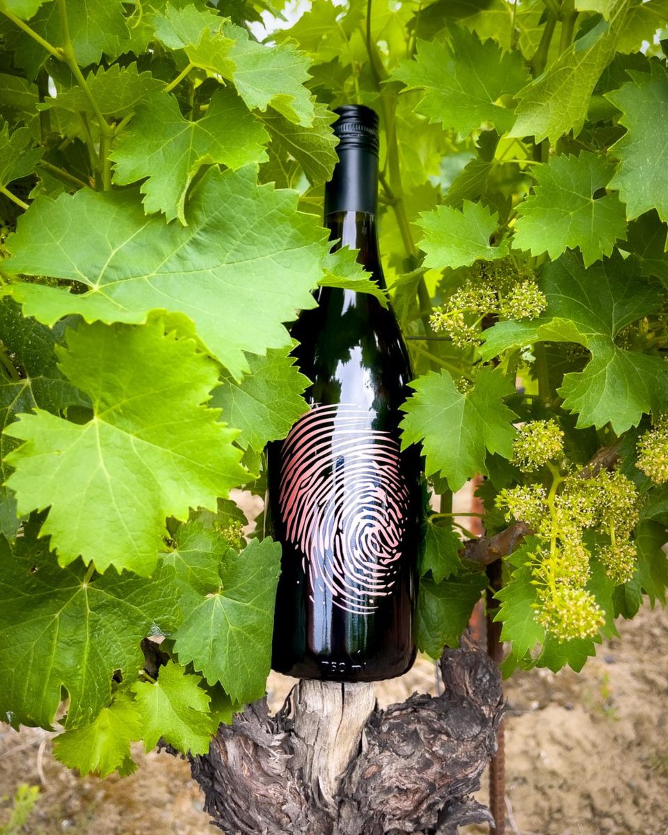 Can you guess this varietal?🍇🫣🤔 This wine is made with red grapes and in the style of a white wine. You’re able to serve it chilled and has notes of boysenberry, red raspberry, pomegranate, black cherry cola! 🫣😉🍷