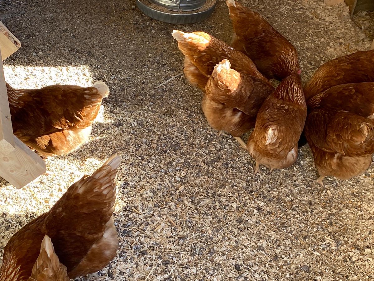 MrsKannekens's tweet photo. Finishing up the last podcasts of season 2 with @PrairieRoseSD8 #PrairieRosePossibilities
Listen in as Farmer Nichole 👩🏻🌾 tells exciting news about the 🐣 🐓🐄🐑 moving in and the garden 🍓🥕 being established at @irvine_school #AgricultureDiscoveryCenter
https://t.co/mltuGol9Wq https://t.co/J4mADrfz0b