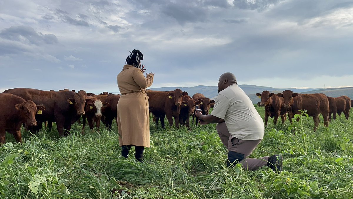 JamaKaSlwaneh's tweet image. 23.06.2022
She Said Yes.
#YoungAndHappy
#YoungAndFarming