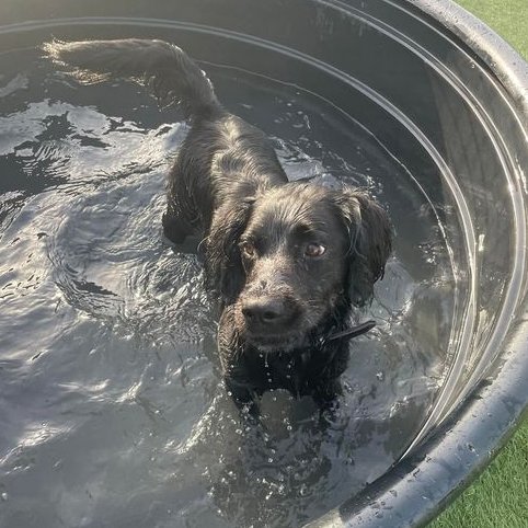 Body detection dog Boris knows how to keep cool☀️💧

#detectiondogs #snifferdogs #wagtailuk #bordersecurity #dogsoftwitter #workingdogs #cooldog