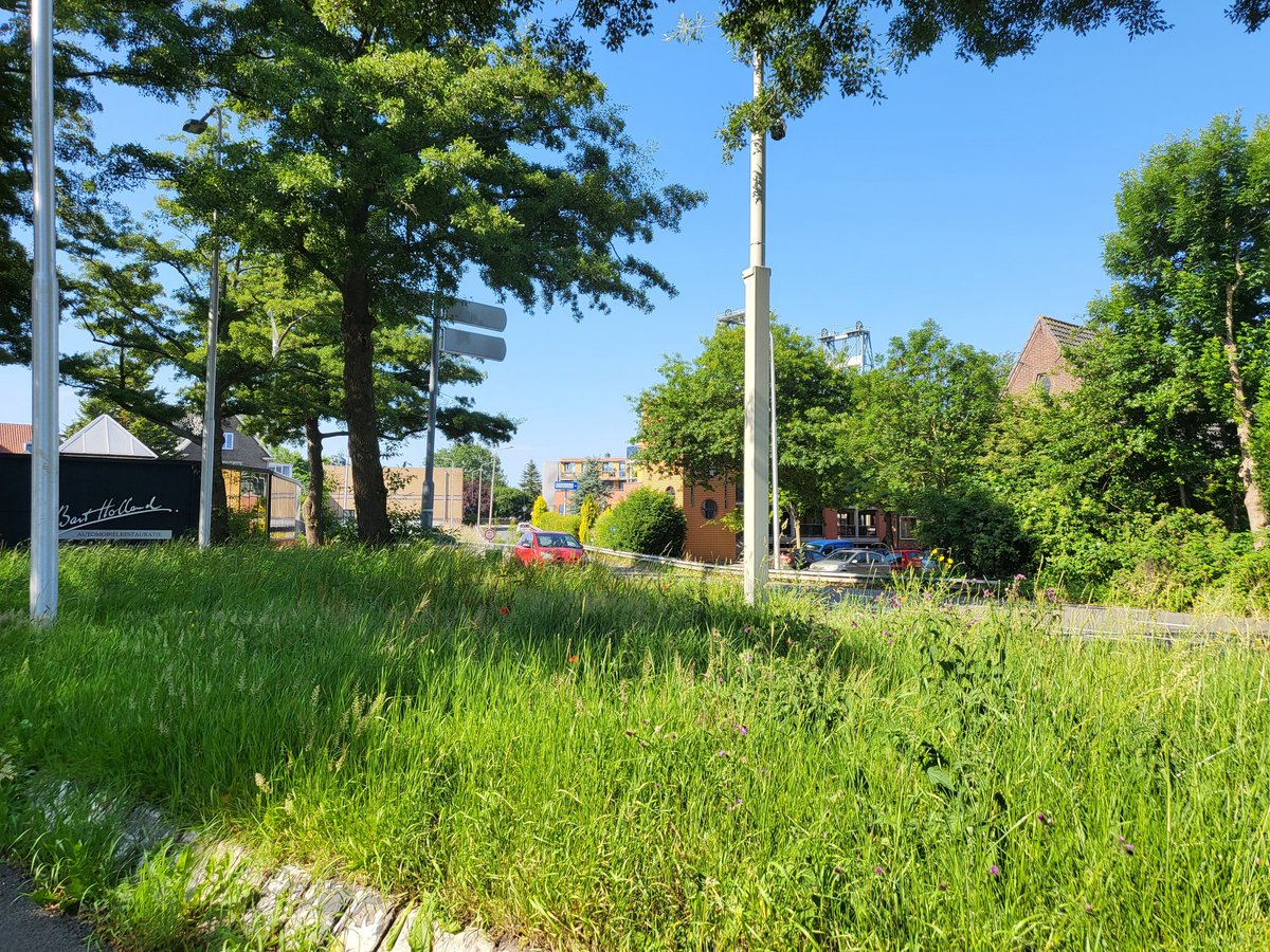 Dit is het uitzicht bij de oprit Galerij naar N207. Zeer onveilige situatie. Wij vragen met klem aan <a href="/zuid_holland/">Provincie Zuid-Holland</a> om hier nu te maaien voordat er ongelukken gebeuren. Elk jaar moeten wij hierom vragen. Tip: vervang het woekerende gras door bodembedekkers?