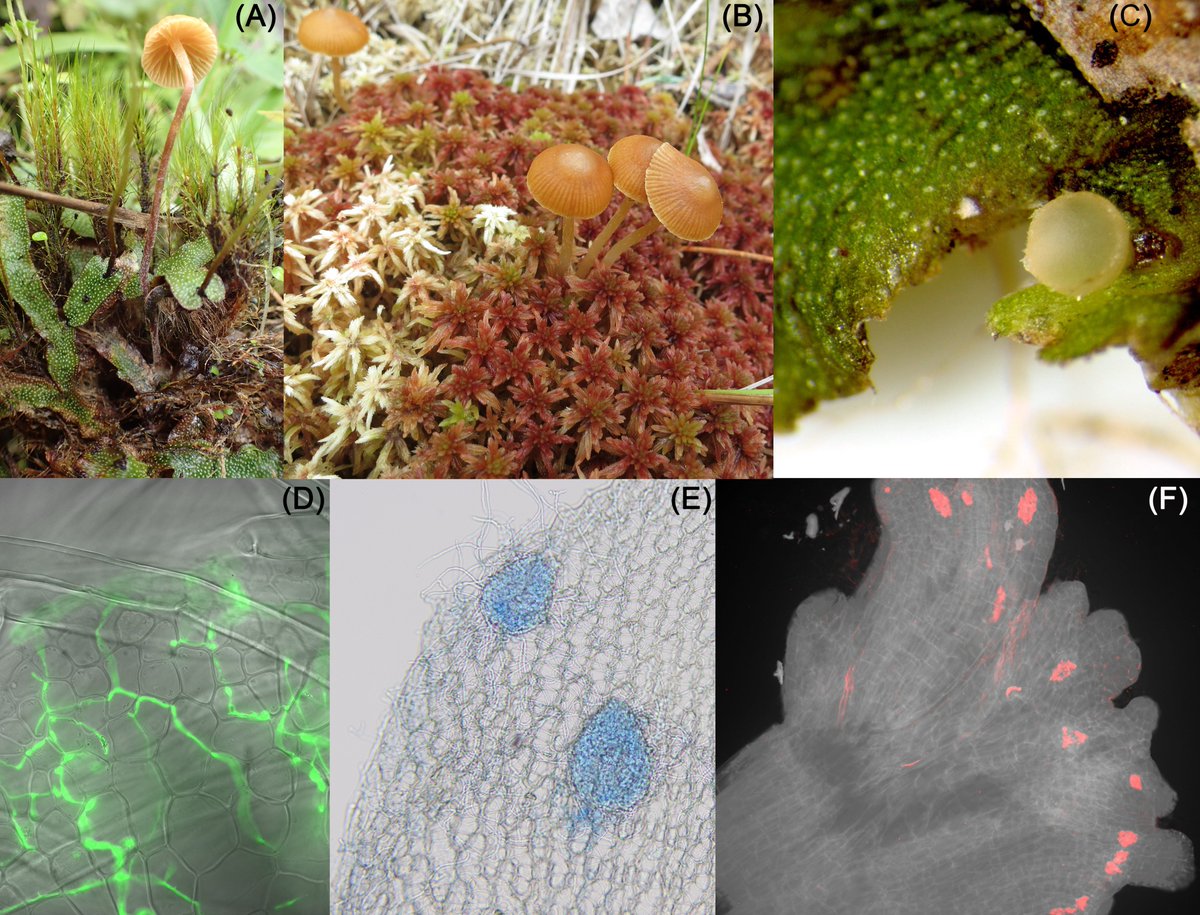koshroom's tweet photo. @JMNelson101 and I wrote a scoping review on #bryophytes #microbiome! Thanks to @JXBot for the invitation! 
"A scoping review of bryophyte microbiota: diverse microbial communities in small plant packages: https://t.co/bn70NCd2oP" https://t.co/xBz3Sob7Sz