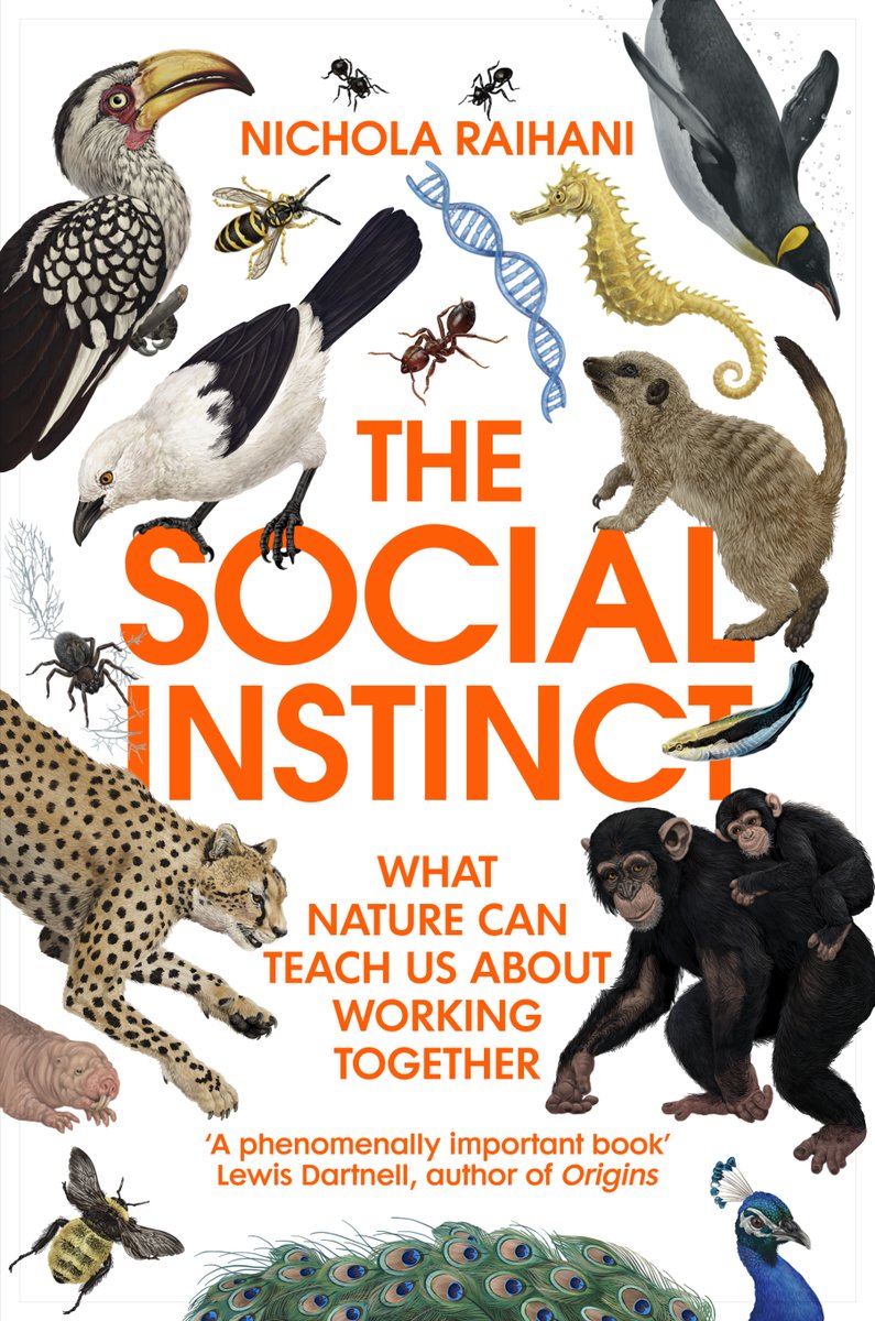 The UK paperback cover for The Social Instinct has dropped and it is GORGEOUS. So happy that a pied babbler *and* a bluestreak cleaner wrasse made the cut - about time they got the recognition they deserve (!) 

Out 6 Oct (my bday!) #thesocialinstinct