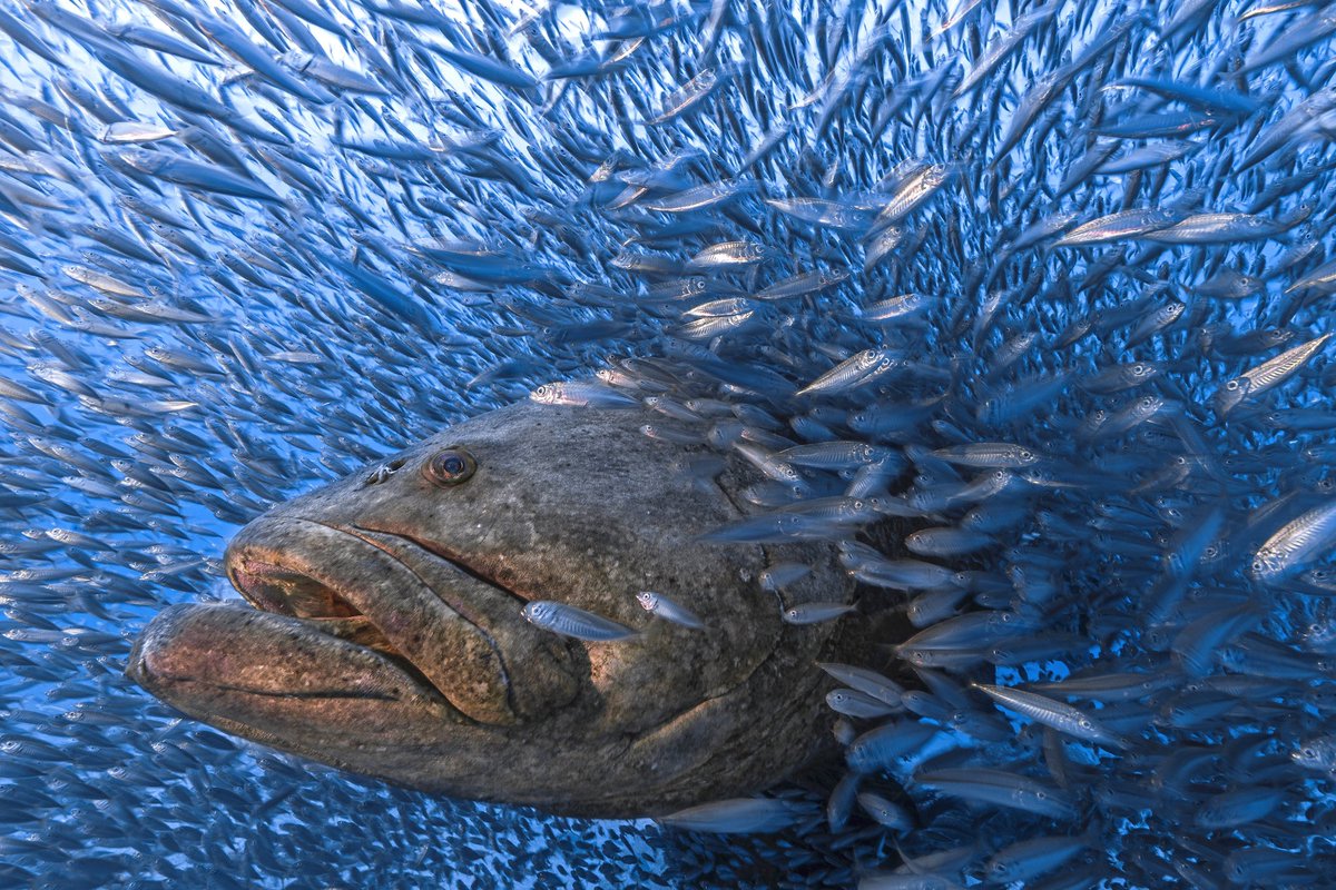 Luiz Rocha, PhD (@coralreeffish) on Twitter photo Check out the absolutely stunning winners of this year's <a href="/bigpicturecomp/">BigPicture</a>! Such amazing images this year, my favorite is this endangered Goliath Grouper by Tom Shlesinger. More information here: biographic.com/the-big-pictur… Check out the absolutely stunning winners of this year's <a href="/bigpicturecomp/">BigPicture</a>! Such amazing images this year, my favorite is this endangered Goliath Grouper by Tom Shlesinger. More information here: biographic.com/the-big-pictur…