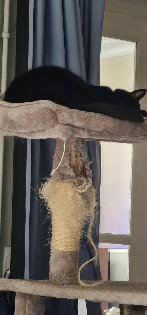 CommitteeOfDar1's tweet photo. Todai I is hanging out in ma tree having sweetie dreams obout catchin da birdie
Have a gud Fridai folks
#AdoptDontShop #snoozinnotloosin https://t.co/gvhdDQ96JR